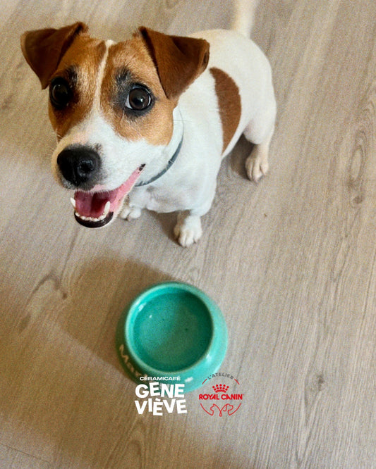 Bowl painting workshop at Barkers and Brothers 🐾 - Wednesday 10/04